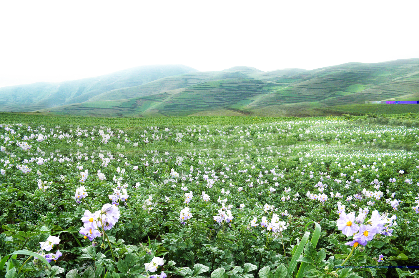 火把圣地乌洋芋种植基地.jpg